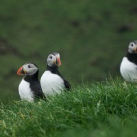 Colonies of Puffins are nesting on Mykines island.